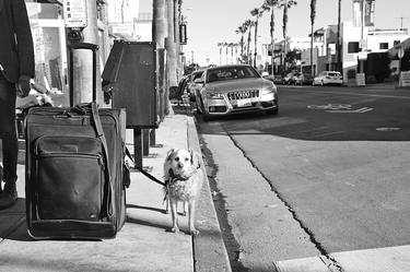 Dog on Abbott-Kinney thumb