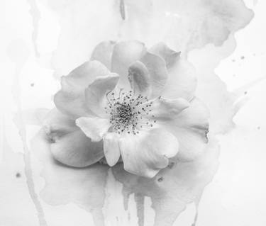 Print of Abstract Expressionism Floral Photography by Elusha Elina