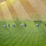 Ramen Fields by Jeff Ishikawa