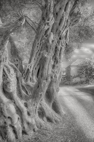 Original Tree Photography by Peter Anjoorian