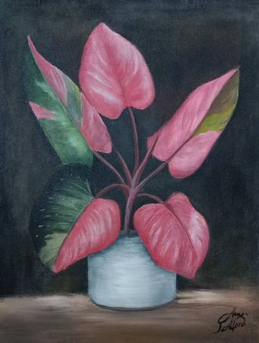 Philodendron Pink thumb