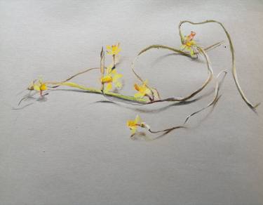 Original Still Life Drawings by Rosemary Burn