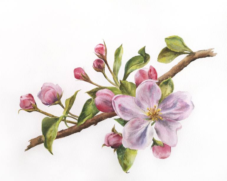 Apple Blossom Watercolor Flowers Painting By Olga Grigorevykh Saatchi Art