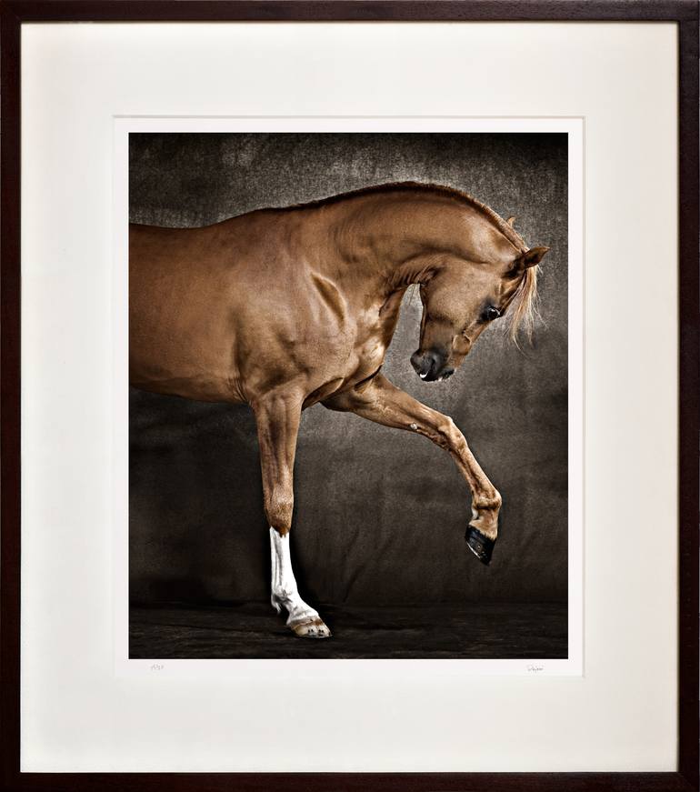 Original Fine Art Horse Photography by Tariq Dajani