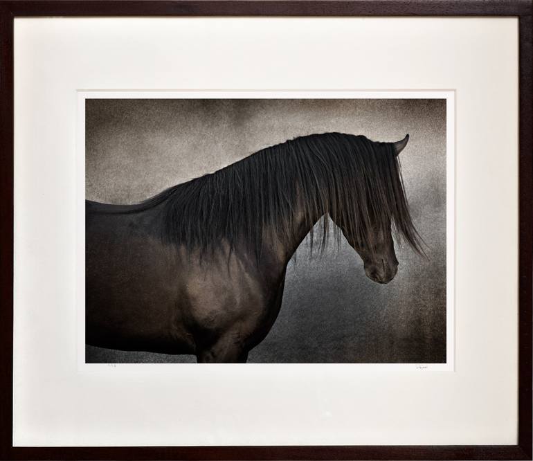 Original Abstract Horse Photography by Tariq Dajani