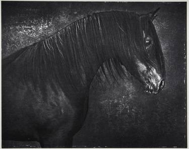 "Black Arabian Stallion" (photogravure print) - Limited Edition of 5 thumb