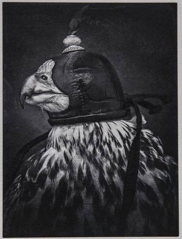 Hooded Hunting Falcon (photogravure print) - Limited Edition of 5 thumb