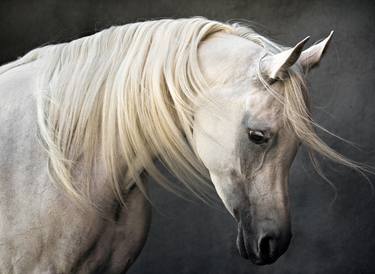 "Sheikha", Arabian horse - Limited Edition of 12 thumb