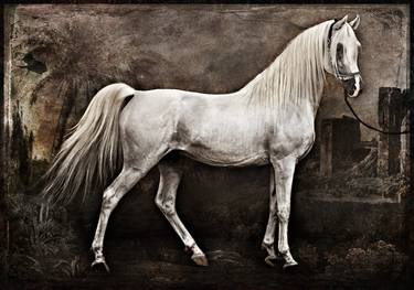 The Andalus Stallion - Limited Edition of 9 thumb
