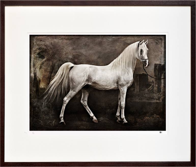 Original Figurative Horse Photography by Tariq Dajani