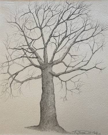 Original Fine Art Nature Drawings by Rebecca Both