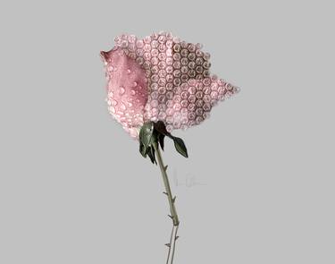 A fragile Rose - Limited Edition of 3 thumb