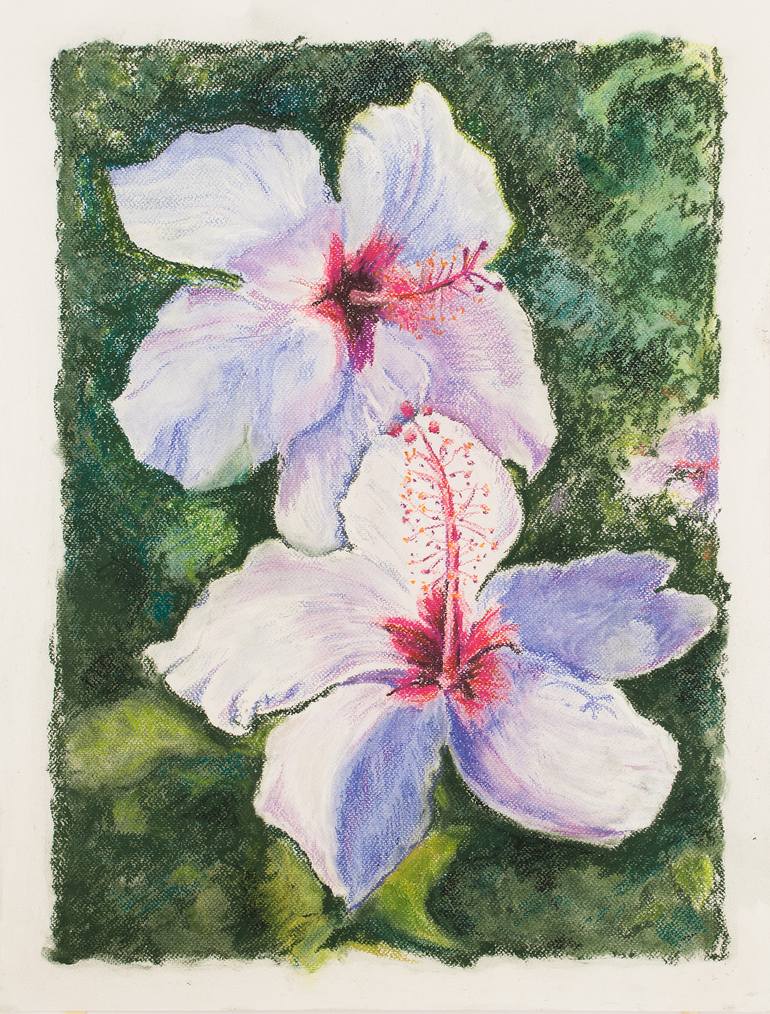 Hibiscus Drawing By David Windmill Saatchi Art
