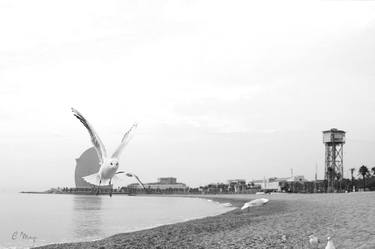 Seagull flying over the shore - Limited Edition of 10 thumb