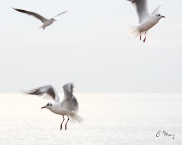 Seagulls flying over the sea - Limited Edition of 10 thumb