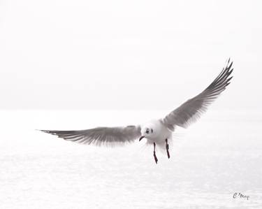 Seagull flying over the sea - Limited Edition of 10 thumb