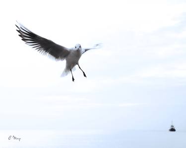 Seagull flying over the see - Limited Edition of 10 thumb