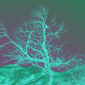 Collection Storybook Trees