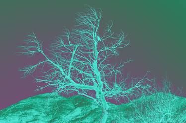 Original Abstract Nature Photography by Katina Desmond