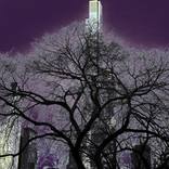 Collection Twilight In Central Park