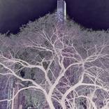 Collection Twilight In Central Park