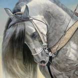 Nobleza Equina II by Henry Hincapié