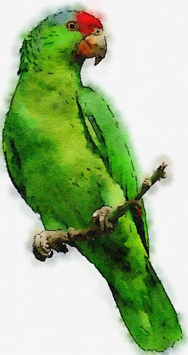 Green Parrot thumb
