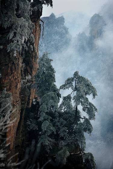 Print of Nature Photography by Qiyong Yu