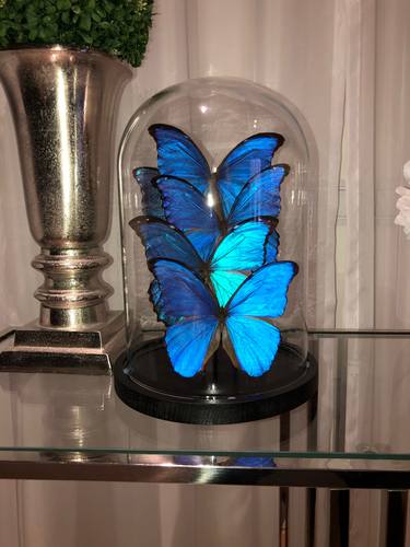 Butterfly Glass Dome Mini thumb