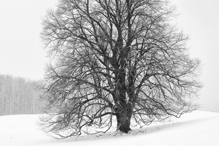 Original Contemporary Landscape Photography by Rebecca Skinner