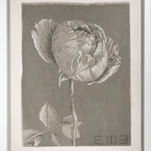 Heirloom Rose Study