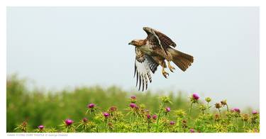 HAWK FLYING OVER THISTLE - Limited Edition 1 of 100 thumb