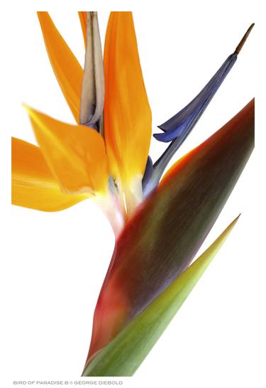 BIRD OF PARADISE B - Limited Edition of 100 thumb