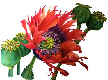 Print of Botanic Paintings by Nancy Sewell