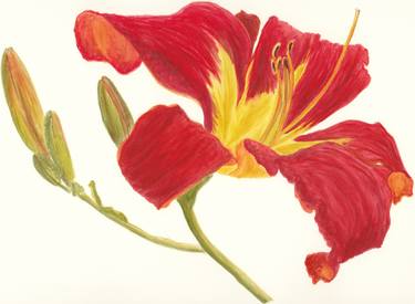 Print of Realism Botanic Paintings by Nancy Sewell