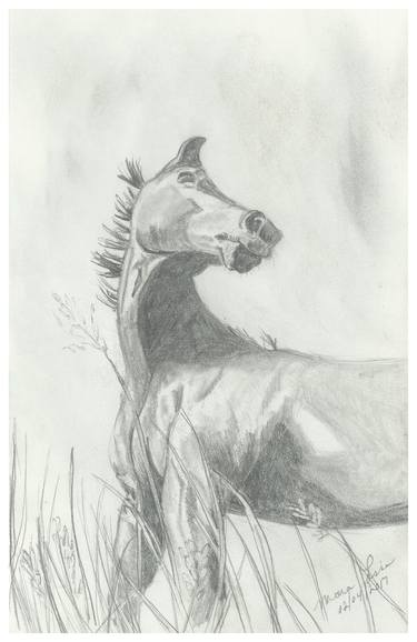 Print of Fine Art Horse Drawings by Lisa Andrews