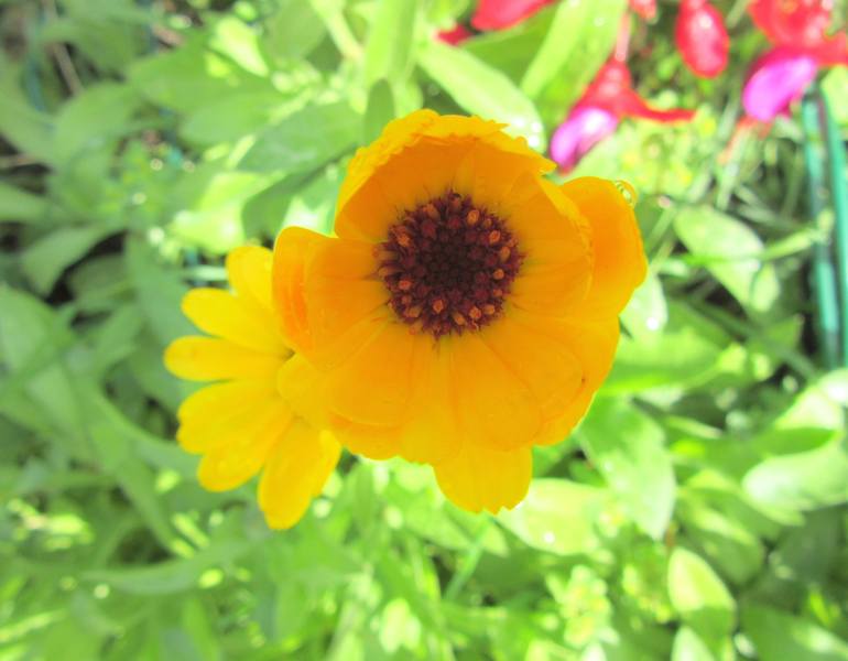 Introducir 114+ imagen oakley flowers Thptnganamst.edu.vn