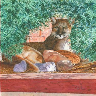 Mountain Lion Swathed in Juniper thumb