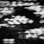 Leaves study, Enoshima by Francesco Libassi