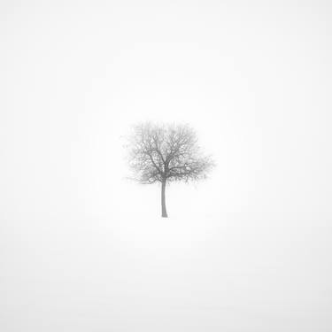 Print of Tree Photography by Francesco Libassi