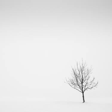 Lone tree in the snow, Parma - Limited Edition of 5 thumb