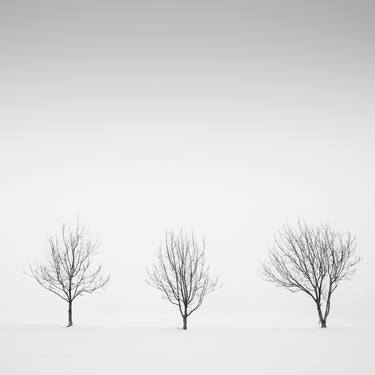 Three trees in the snow, Parma - Limited Edition of 5 thumb