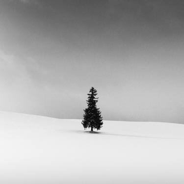 Lone pine tree in the snow, Biei thumb