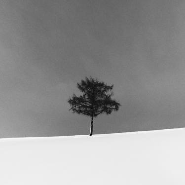 Lone tree in the snow, Biei thumb