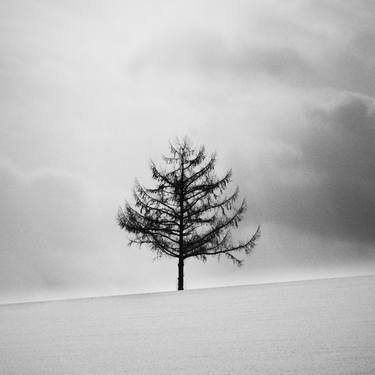 Light and tree, Biei thumb