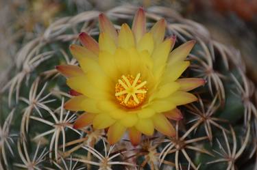 cactus floreciendo - Limited Edition 1 of 1 thumb