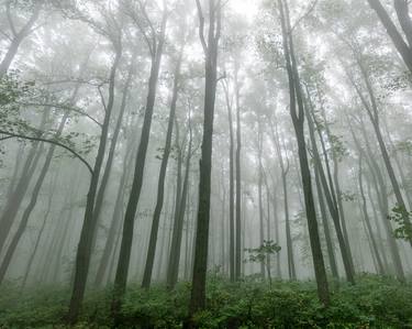 Print of Photorealism Nature Photography by The Cascadia Collection by Nature Magick