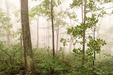 Print of Nature Photography by The Cascadia Collection by Nature Magick