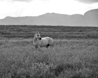 Original Documentary Horse Photography by Landry Major