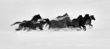 Winter's Horses - Archival Silver Gelatin Print Limited Edition 4 of 20, 2 AP thumb